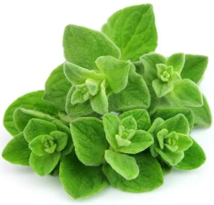 Origanum Vulgare Essential Oil 1